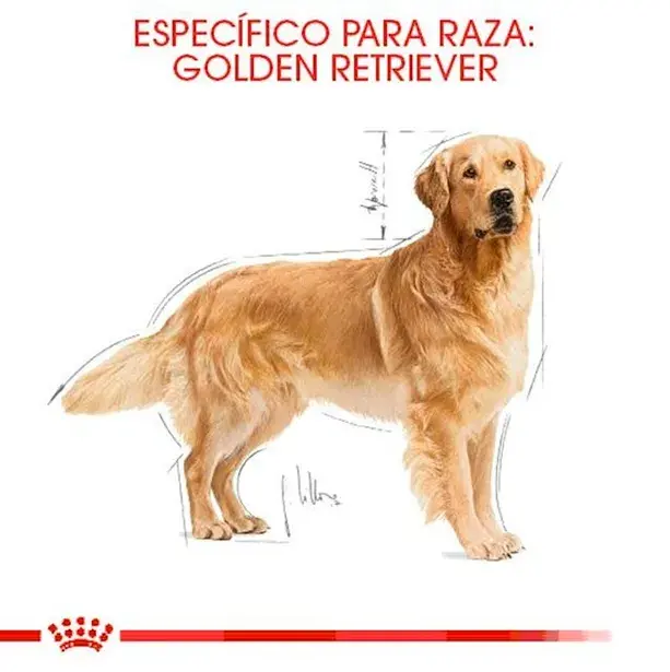 ROYAL CANIN ADULTO GOLDEN RETRIEVER 3KG Y 12KG - Imagen 2